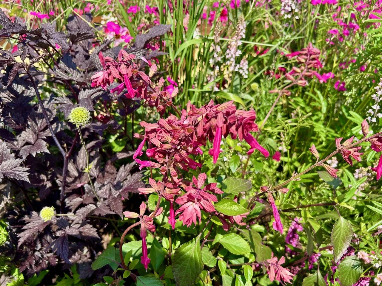 Burgundy leaves and pink flowers in Think, all things pink - Gardeners' World Live 2025