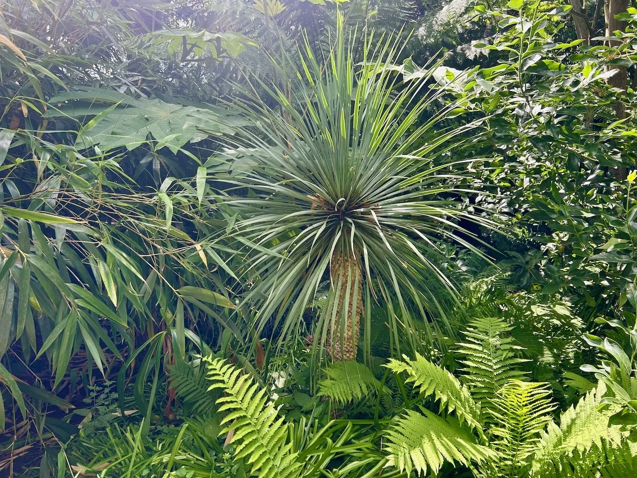ferns and tropical plants