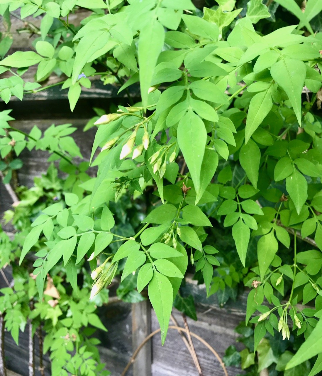 jasmine flowers at the tip of the leaves waiting to flower fully