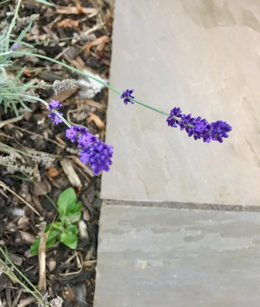 Some lavender flowers leaning over the pathway