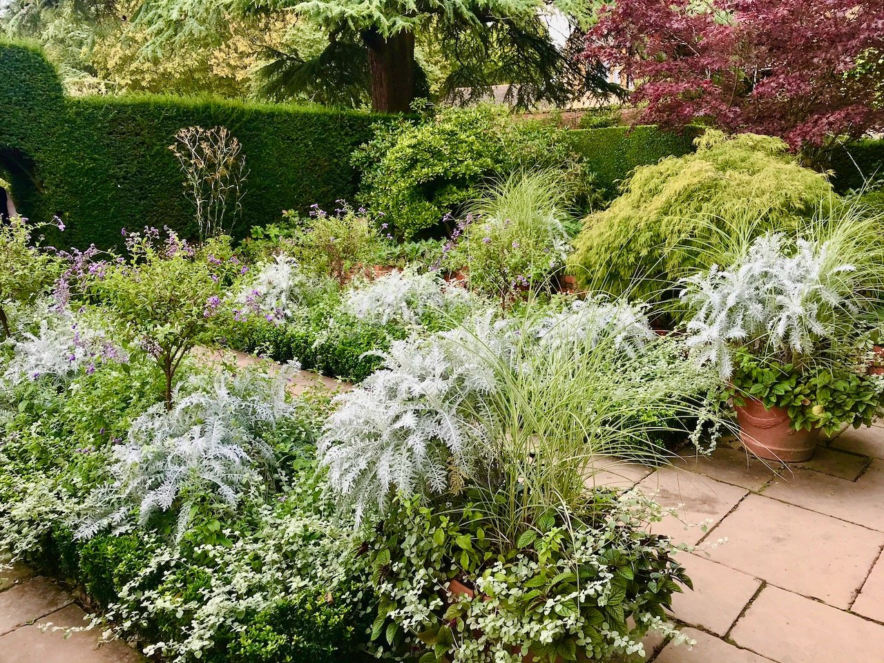 The pathway in the White Garden edged with silver leafed plants