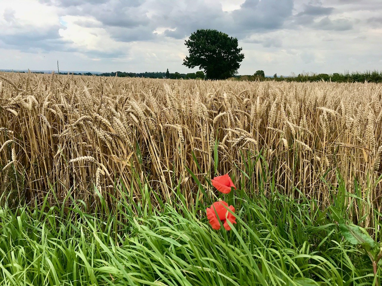 Two red poppies growing alongside a field of barley, with a tree in the distance and a cloudy sky