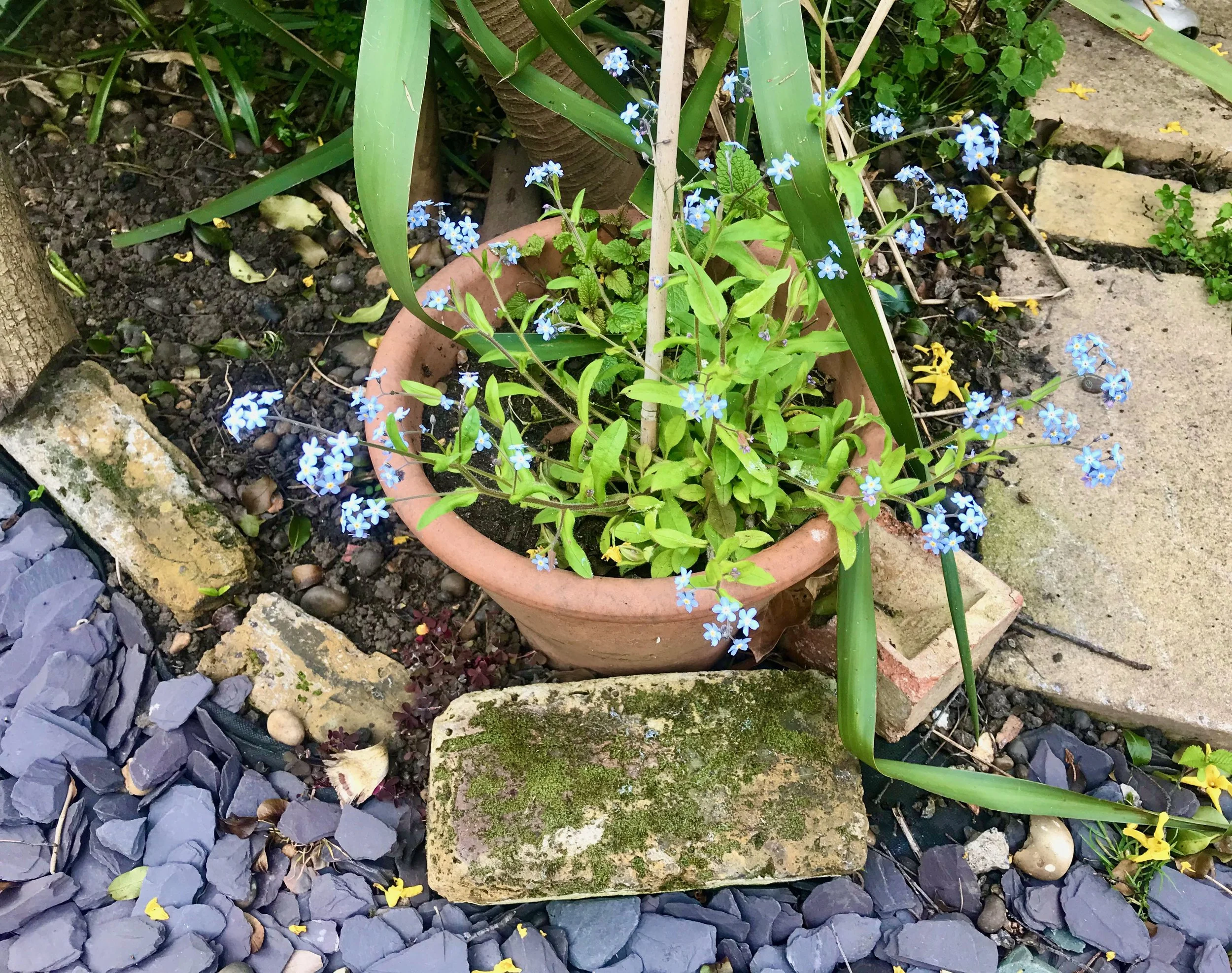 Forget-me-nots have even found their way into one of the pots, these are staying - at least for now