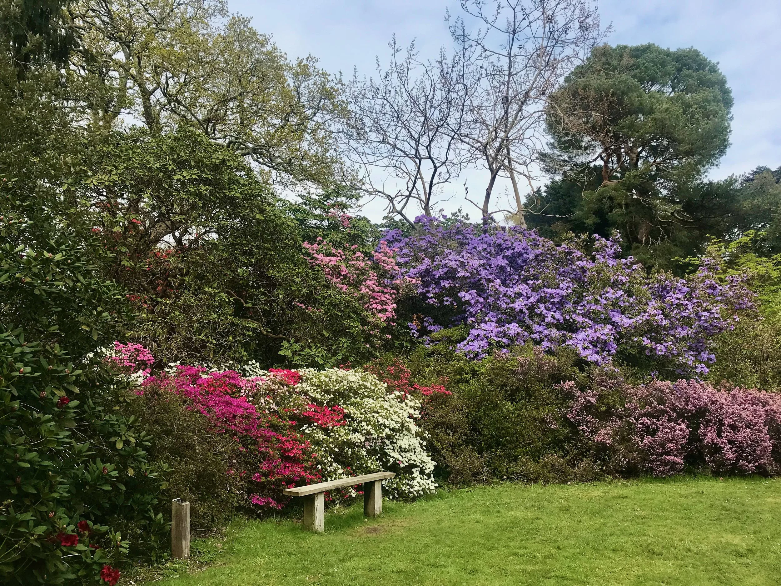A simple wooden bench in front of flowering azaleas making the perfect place to stop and enjoy the view
