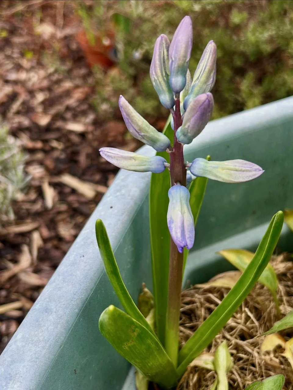 That same hyacinth starting to bloom