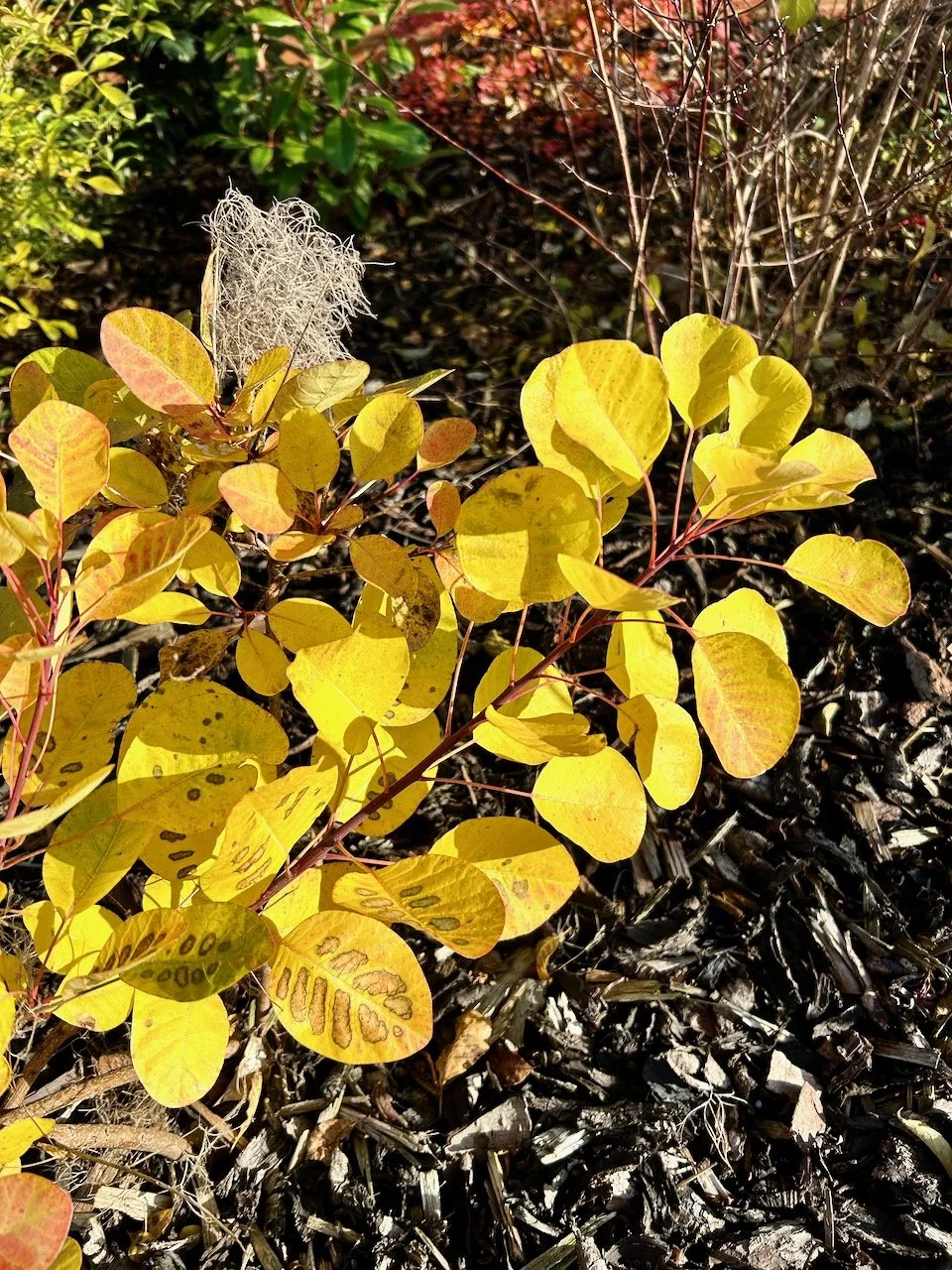 A beautifully yellow stem of leaves in the sunshine against the bark mulch