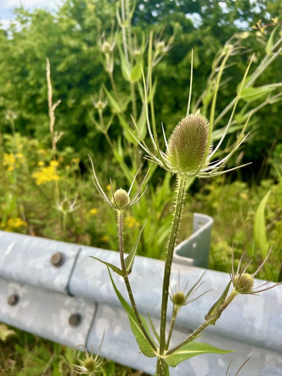 A TEASEL ESCAPED THROUGH THE CRASH BARRIER