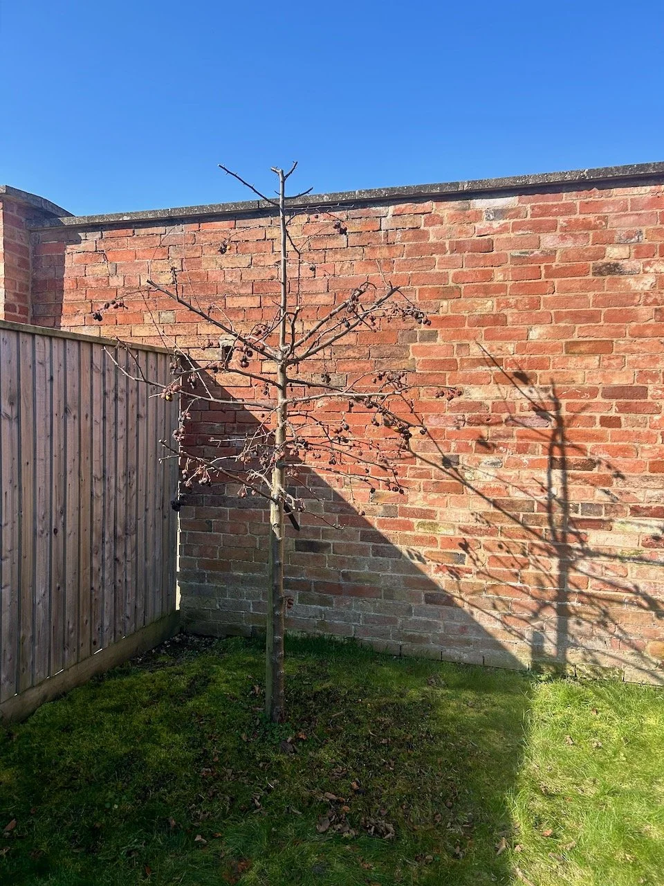 A recently pruned crab apple tree - with its shadow on the wall
