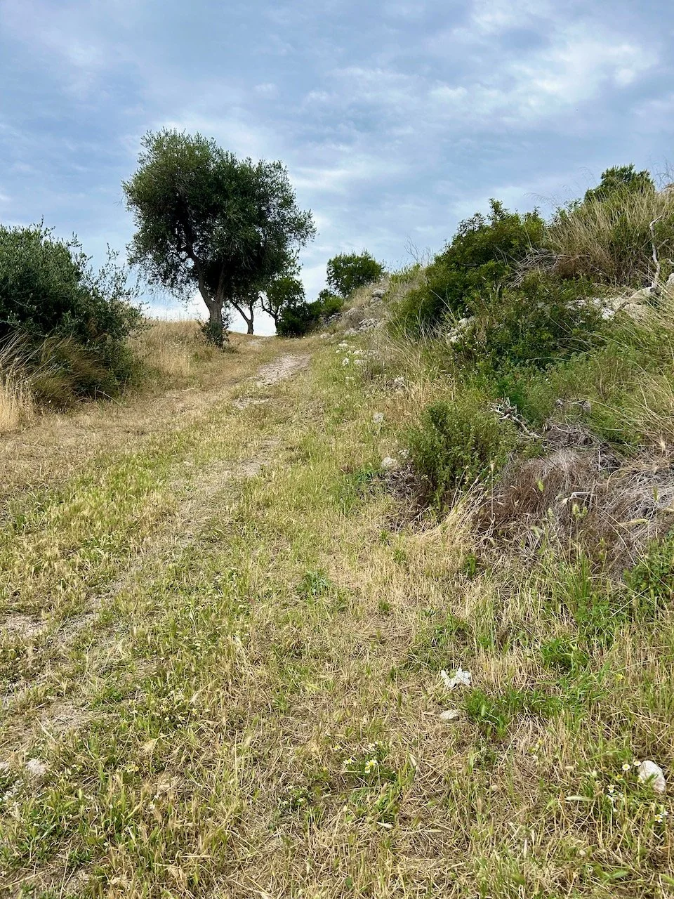 Heading up the grassy path to the headland of Mount Saraceno