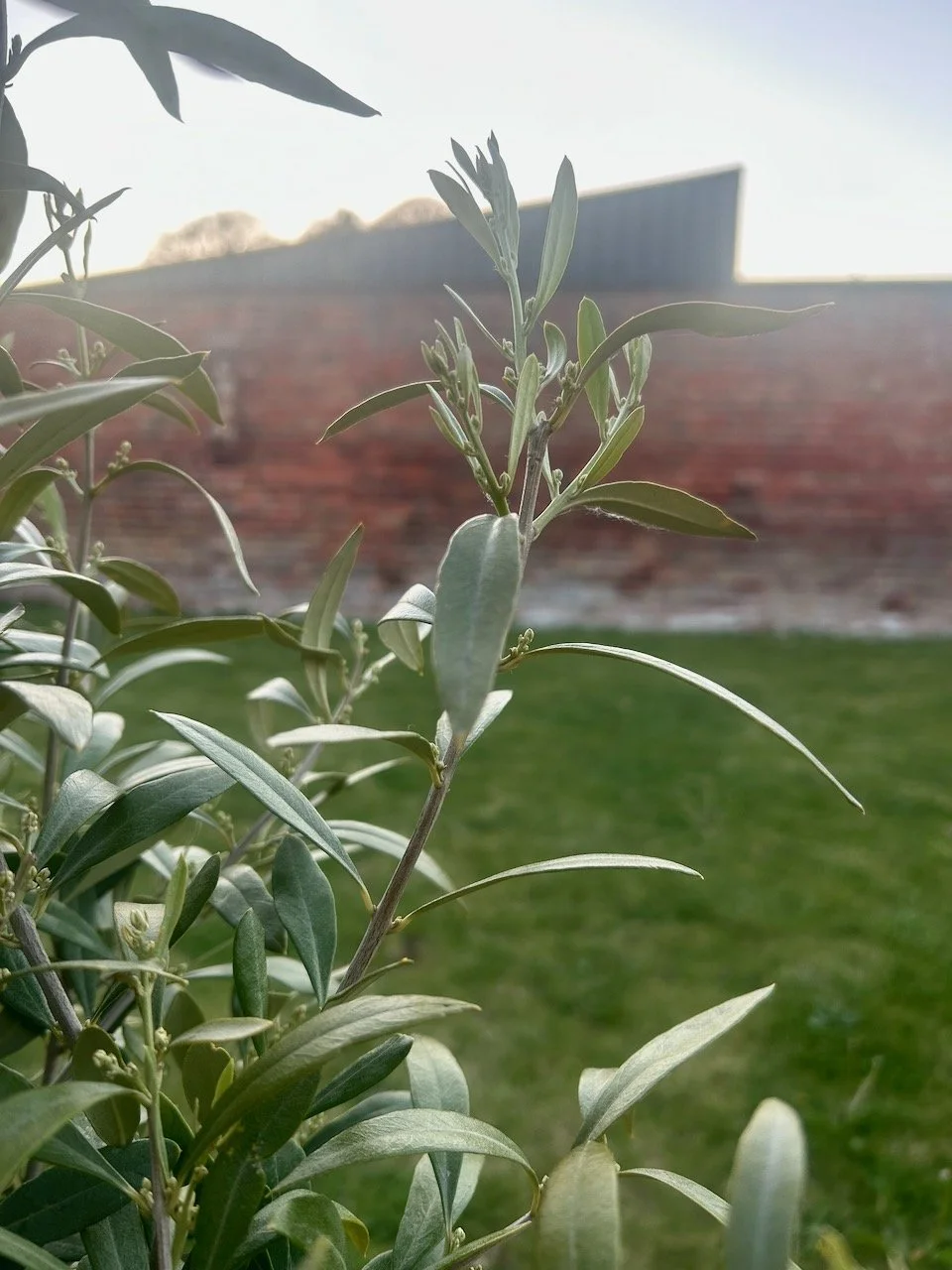 looking forward to the olive tree flowering