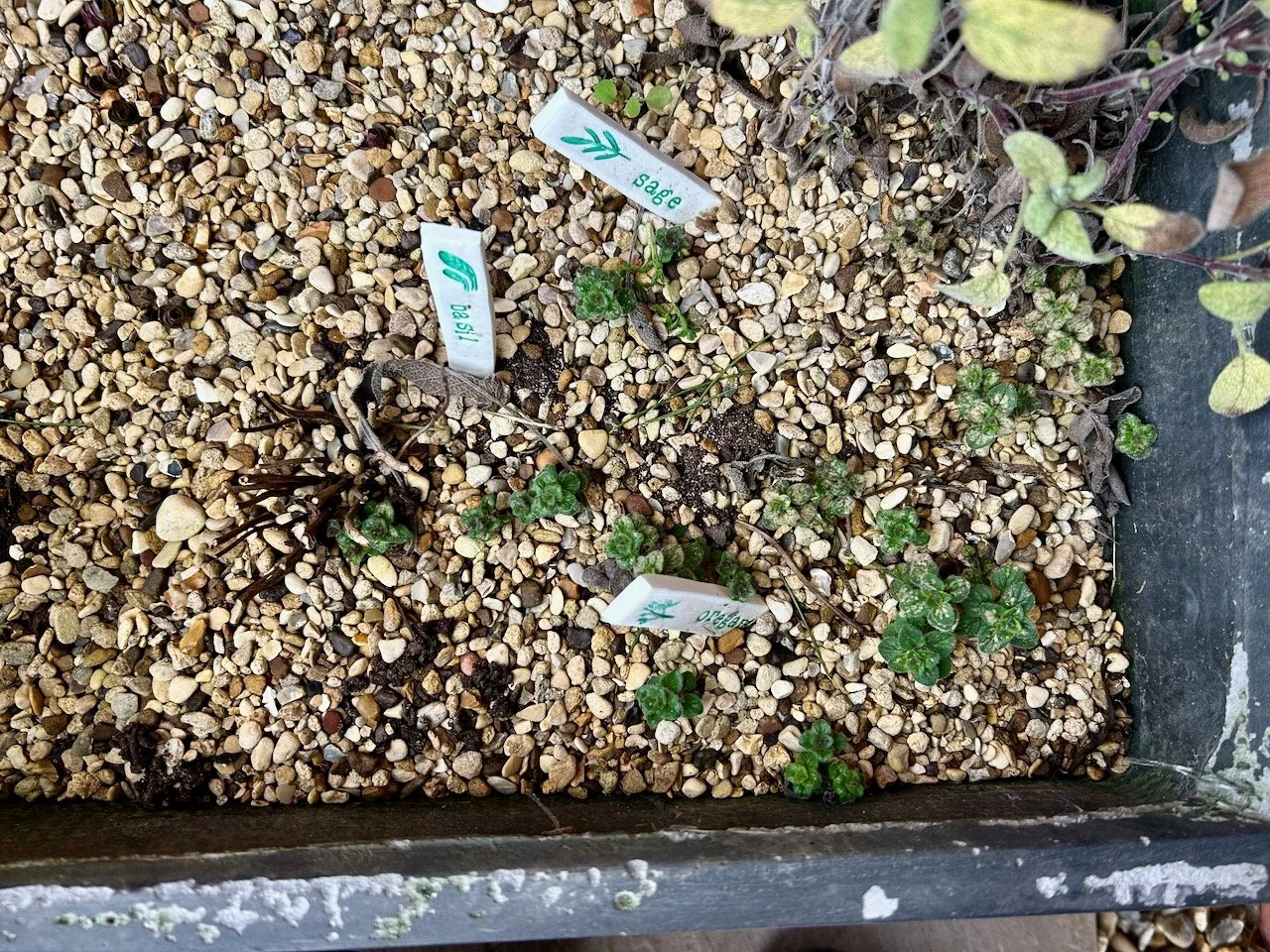new growth of oregano - in a wider area than before - in my herb planter