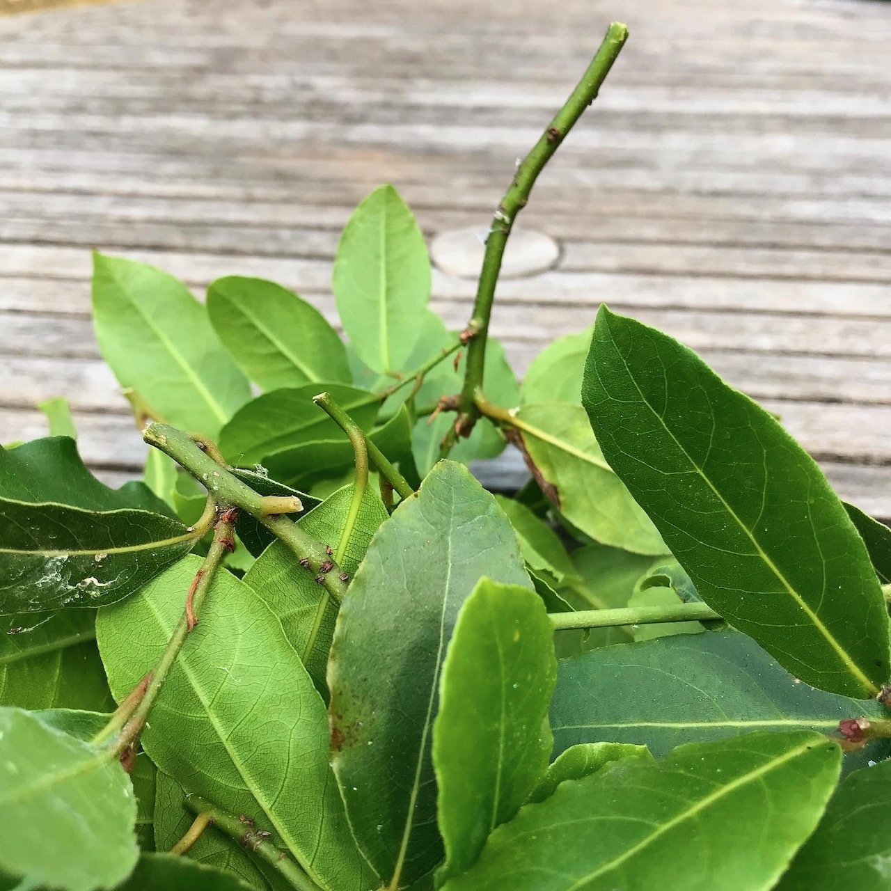A pile of bay leaf prunings on a garden table