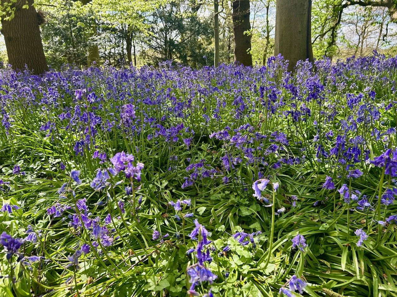 Bluebells (and tulips) at Flintham Hall