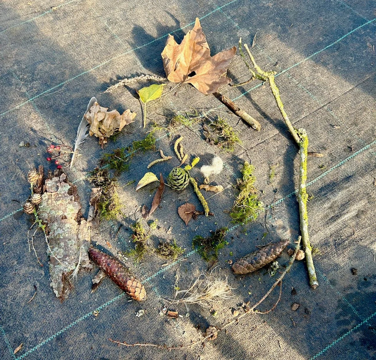 Arranged foraged items in a mandala from nature