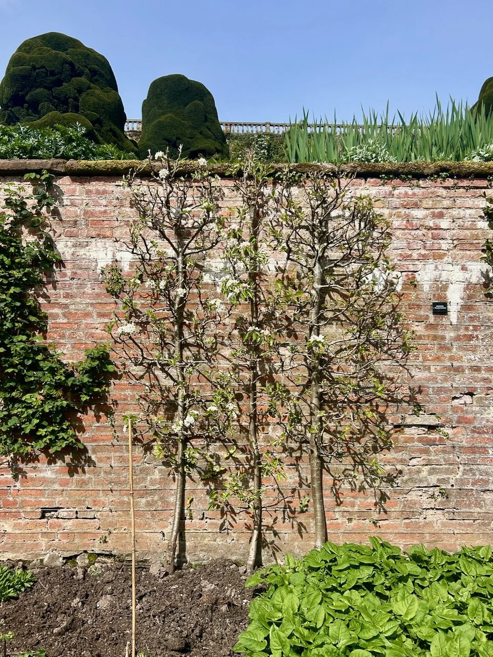 Taking 'wall' inspiration from Powis Castle