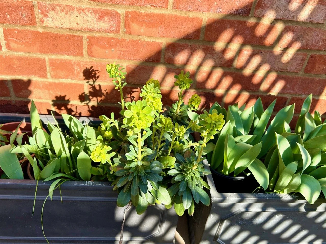 The euphorbias (centre) and tulips either side enjoying some dappled sun through the trellis in the troughs alongside the garage