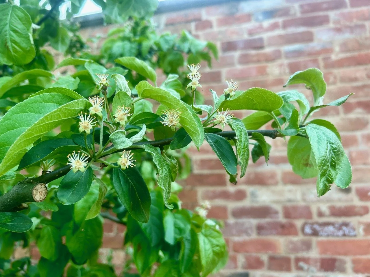 on the crab apple tree - after the blossom the promise of fruit