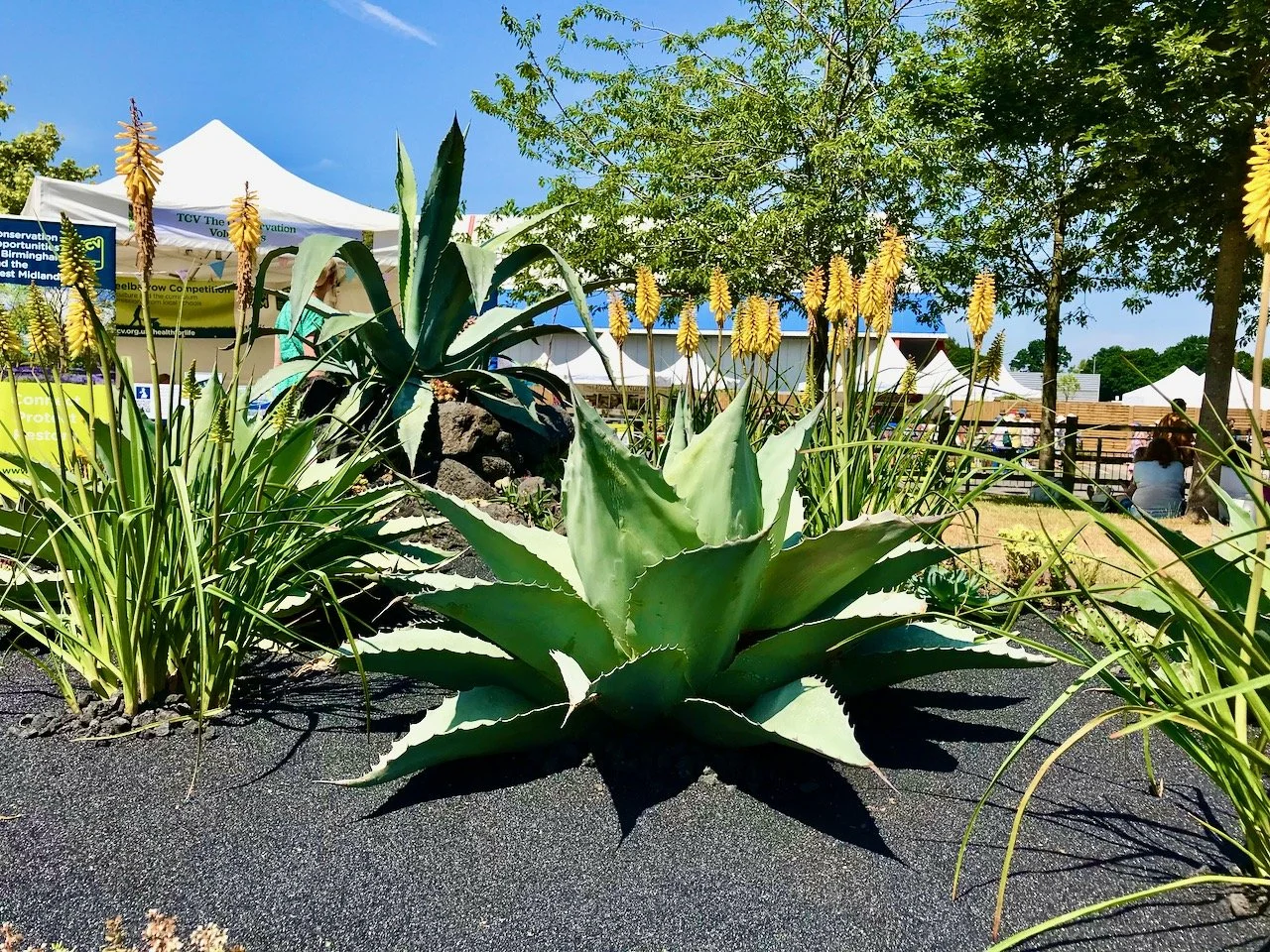 The agaves in the foreground and in the background on a rock flanked by yellow red hot pokers on each side