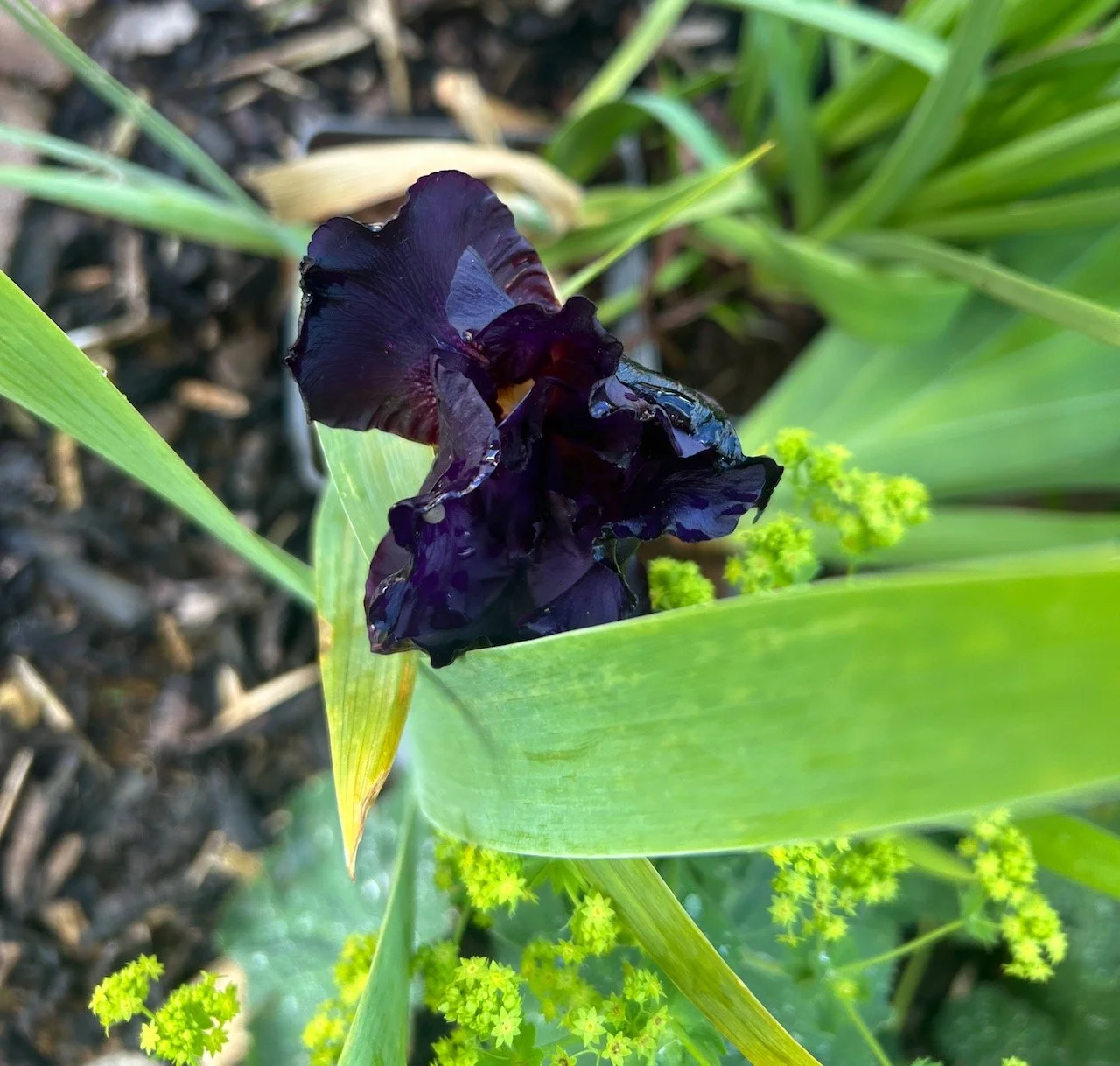 the dark flowering iris hanging on for my return from holiday