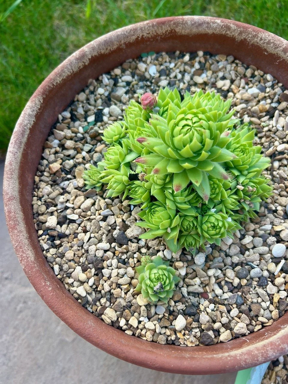 Looking down on a pink tipped leaf succulent