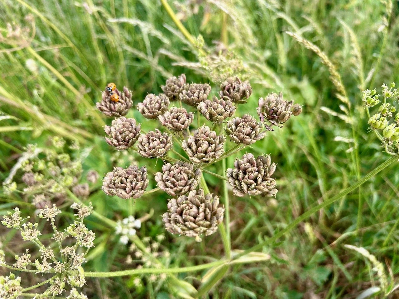 SEED HEADS AND LADY BIRDS