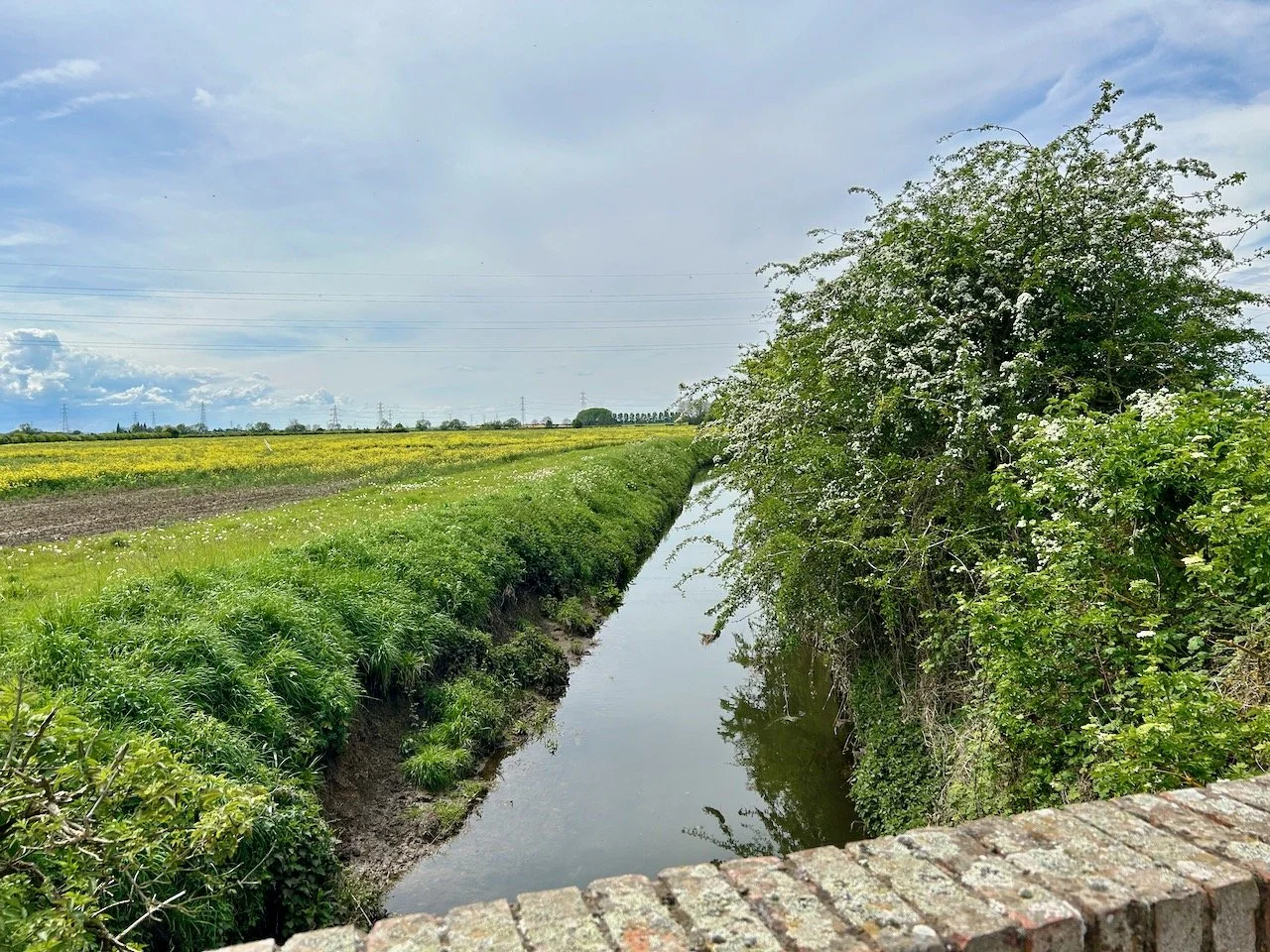 At the bridge with the hedgerow on the right hand side in flower, and the yellow rape flowering on the left hand side