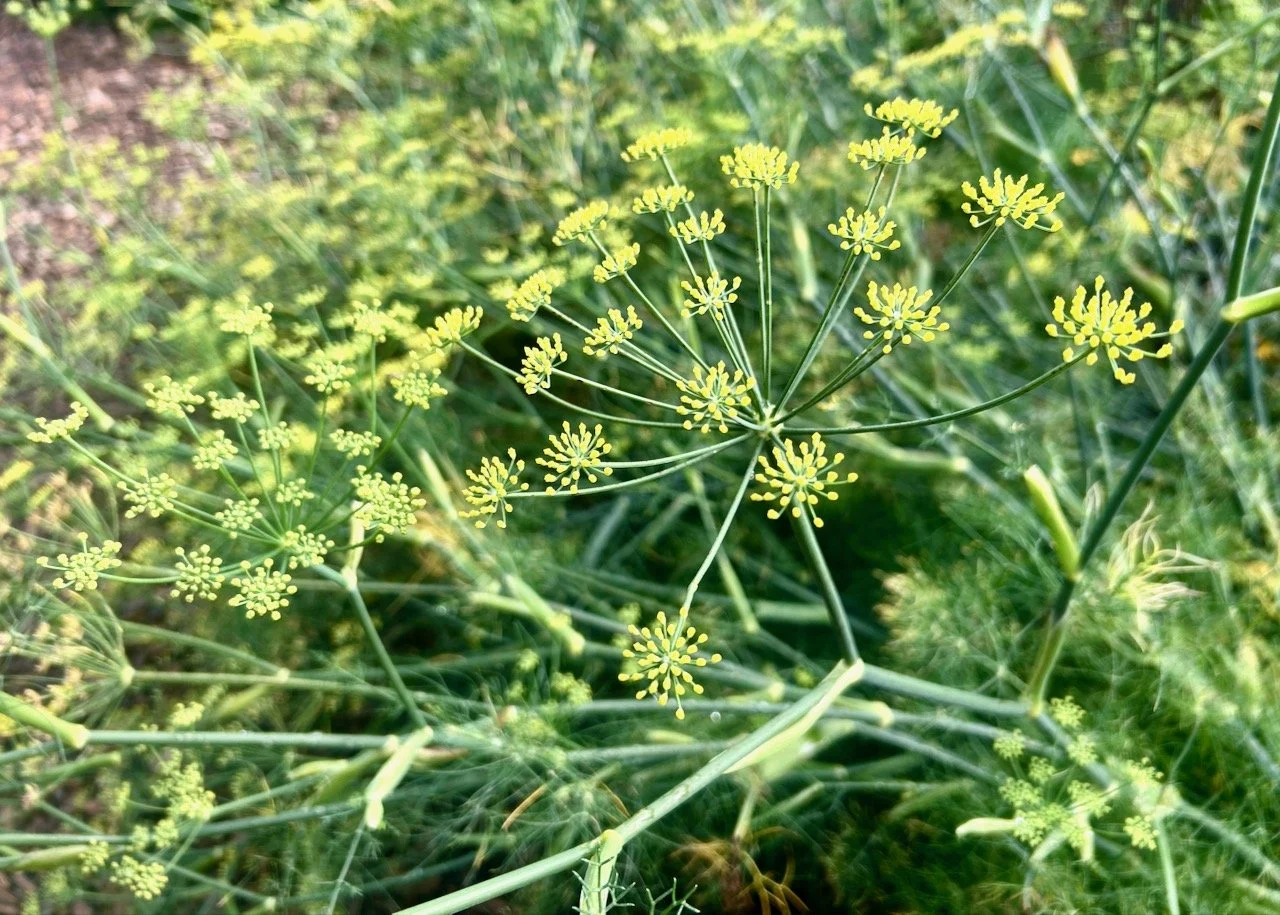 The Potager at Scampston Hall