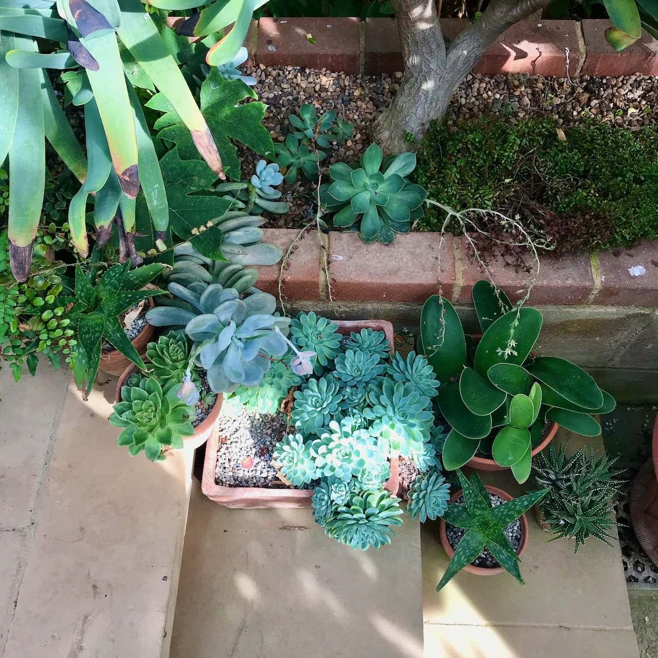 Pots of succulents adorning the steps in the plant house