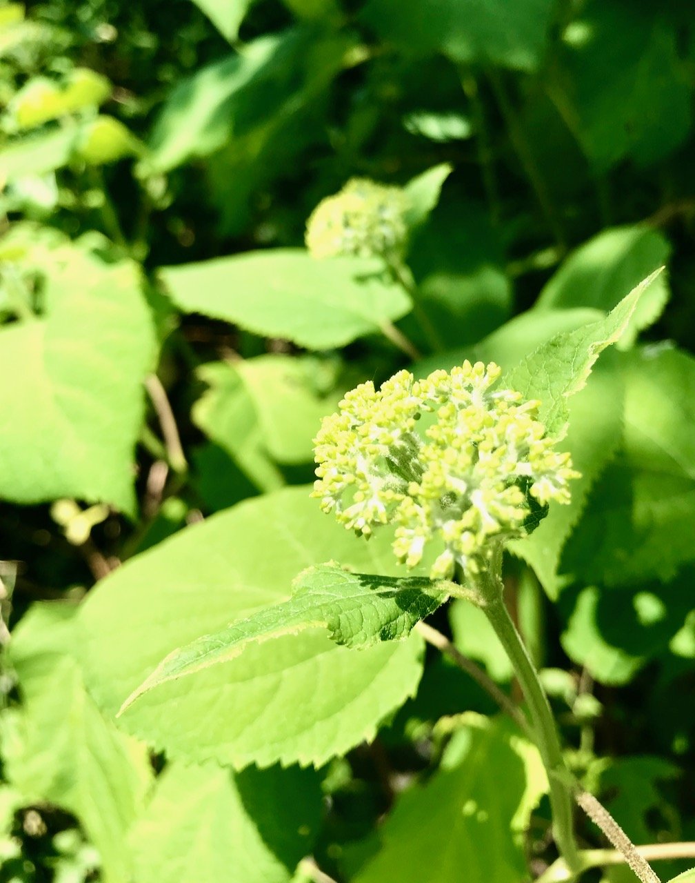 A close up of the Annabelle Hydrangea flower as it starts to appear looking more green than white