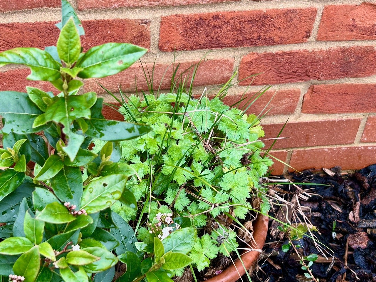 The geraniums in another pot in front of the brick wall and nestled under a planted bush have also come back well, though this one seems to have been interspersed with grass