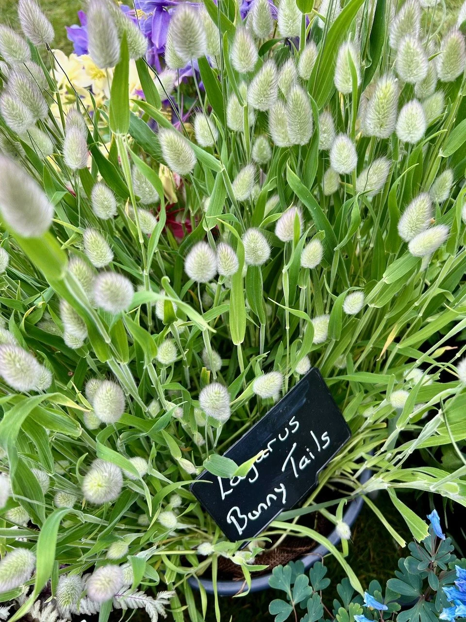 A pot of lazarus bunny tails