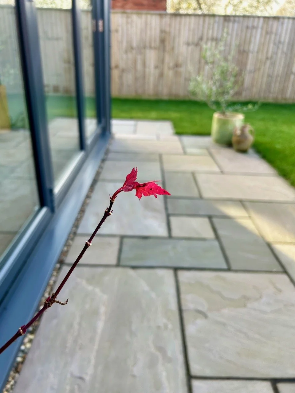 The lone and most vivid red coloured leaves left on the acer