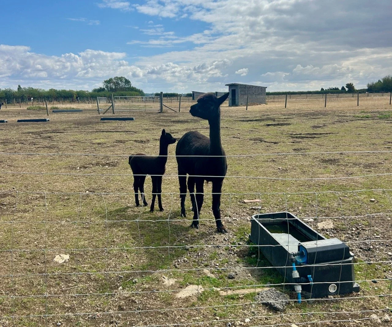 A mother and baby alpaca