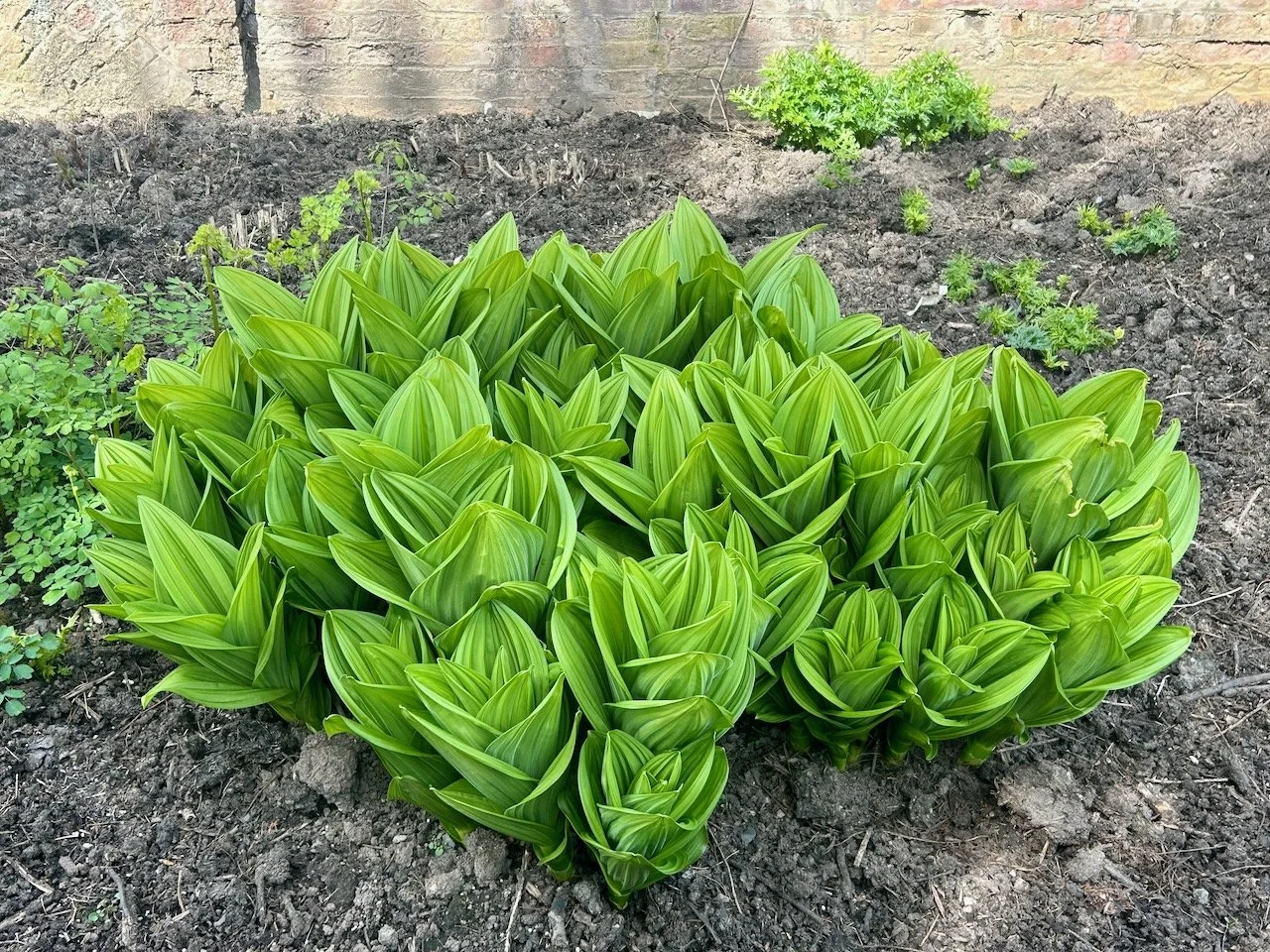 Lush fresh growth in spring