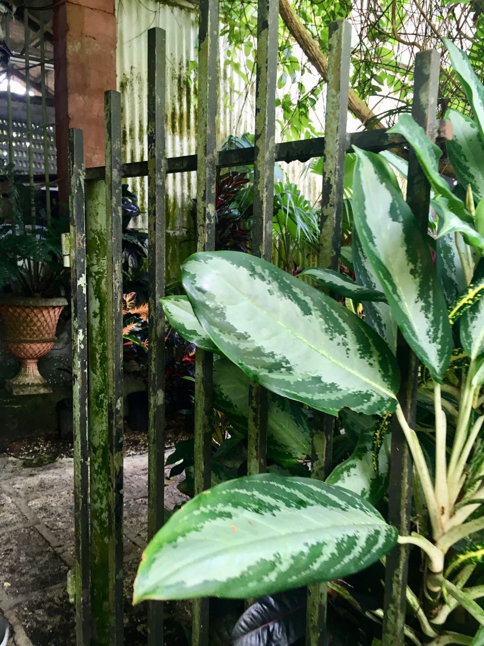 A wrought iron gate, turning green, with tropical plants in front