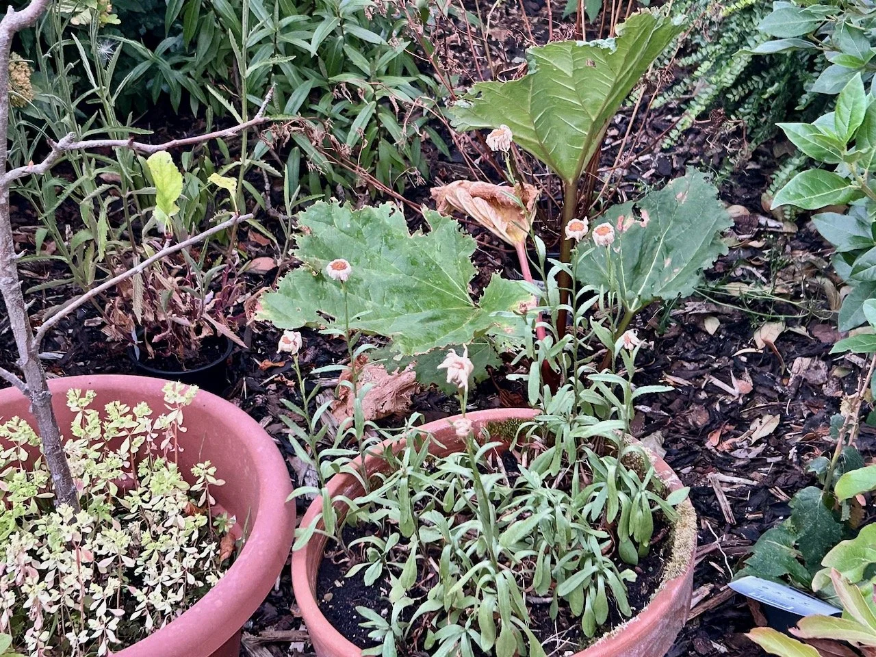 Sad and droopy ox eye daisies with my newly planted rhubarb in the background