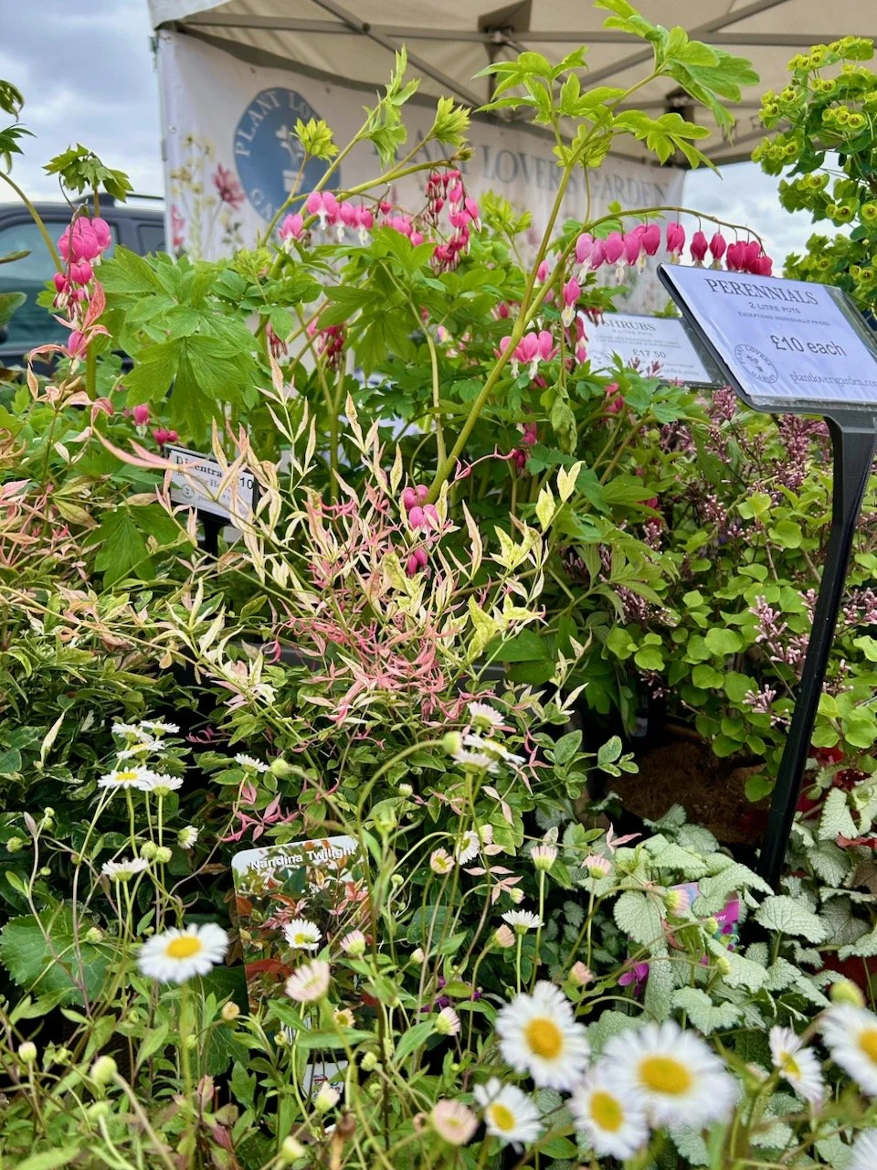 The perennials on The Plant Lovers stand - with bleeding hearts curving over the top and daisy like flowers in the foreground