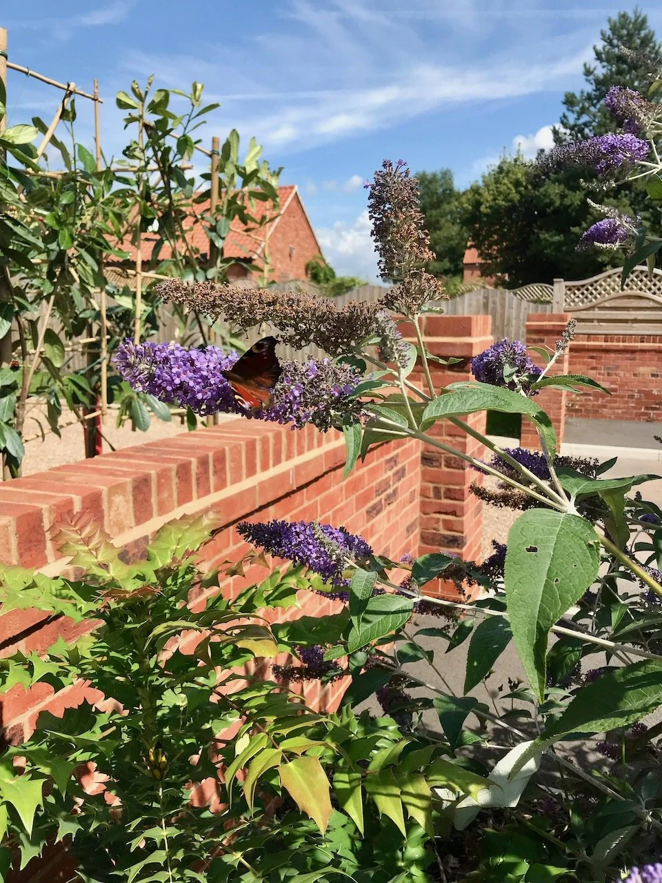 A butterfly taking full advantage of the self-seeded buddleia bush just outside the gate