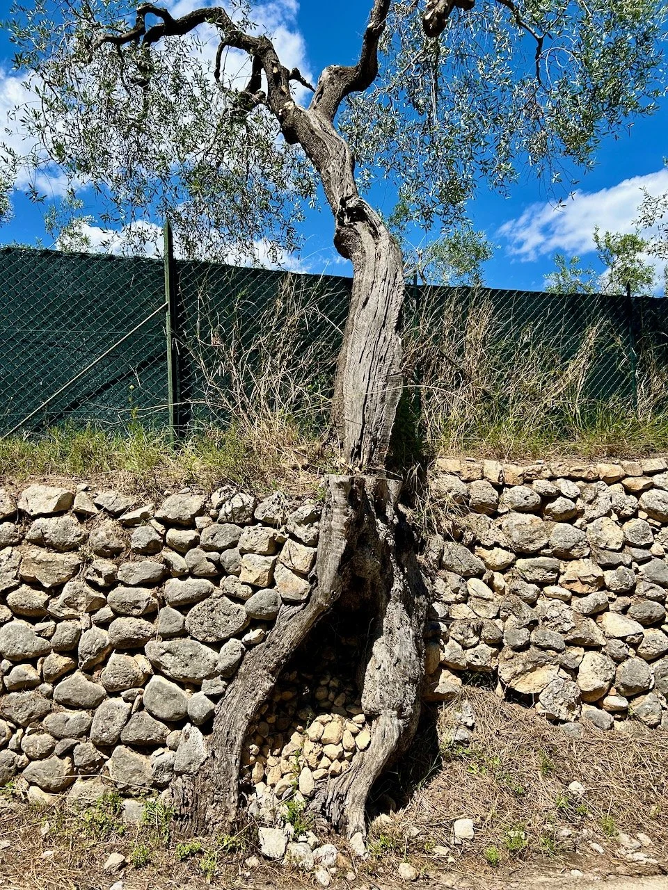 Gargano's gnarly olive trees