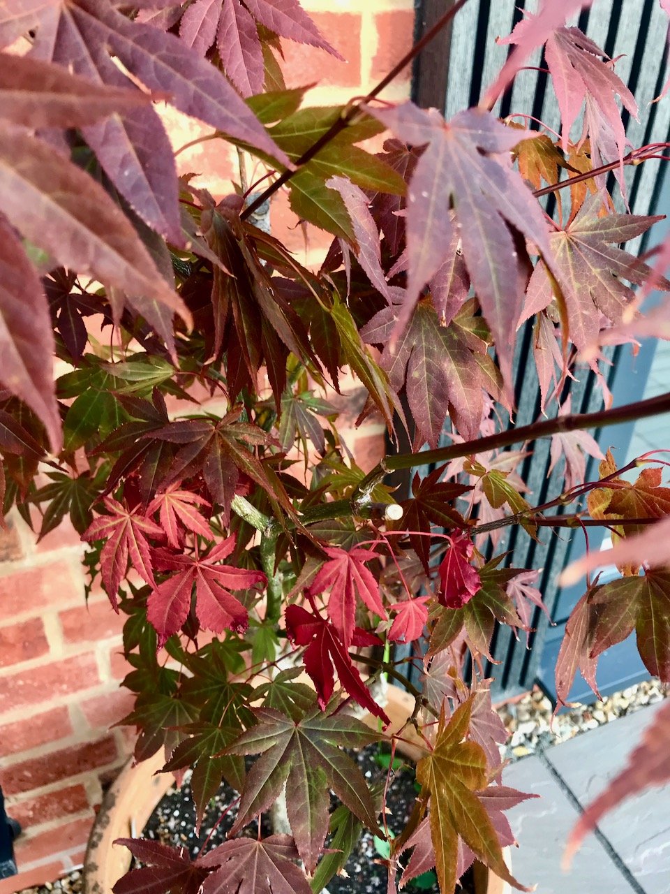 Bright red new growth on the acer plant