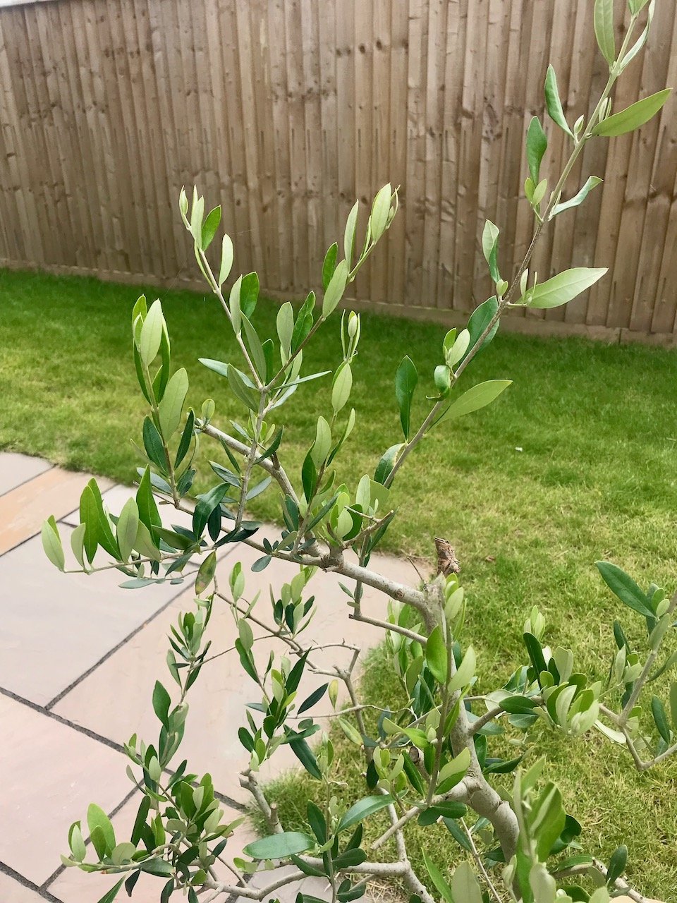 New growth on the olive tree - it's definitely liking its new space (and being away from a fence!)