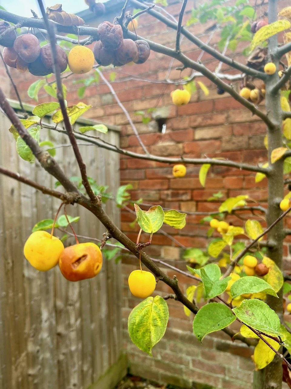 overripe and yellow rotting crab apples on an almost bare crab apple tree