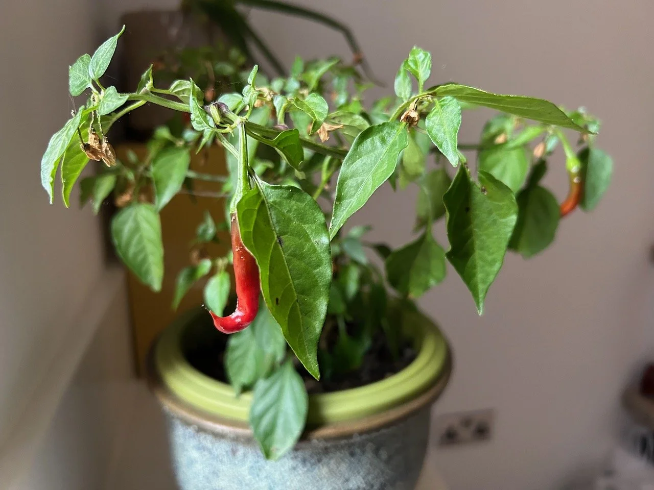 red chillies on the little chilli plant which is in the utility room for the winter