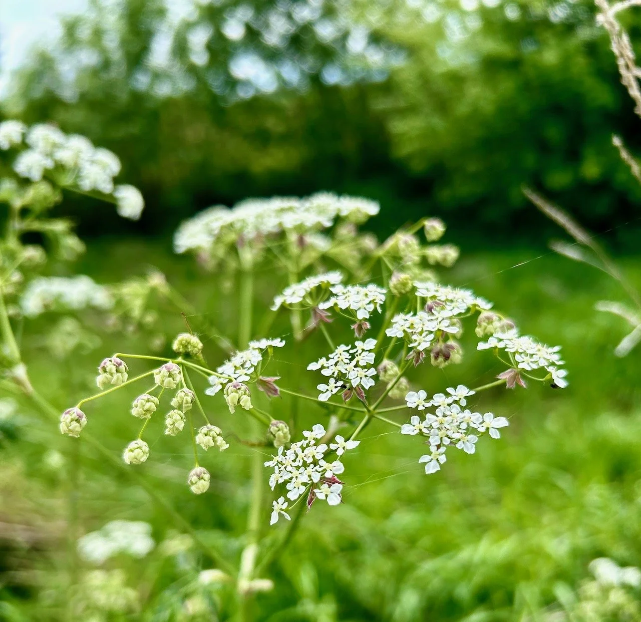Frothy cow parsley in flower