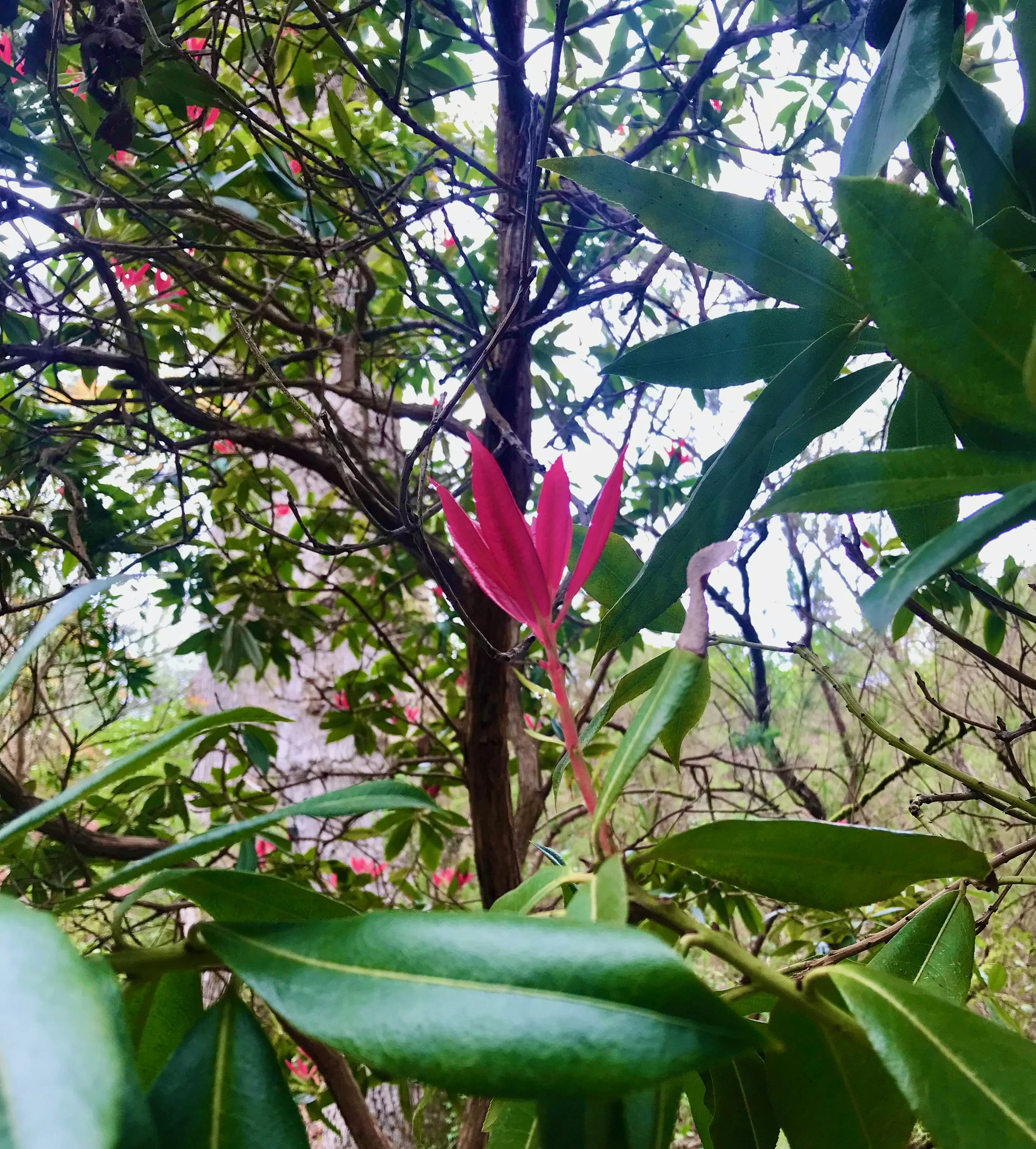 The start of flowering - a single cerise bloom looking almost 'bird of paradise' like