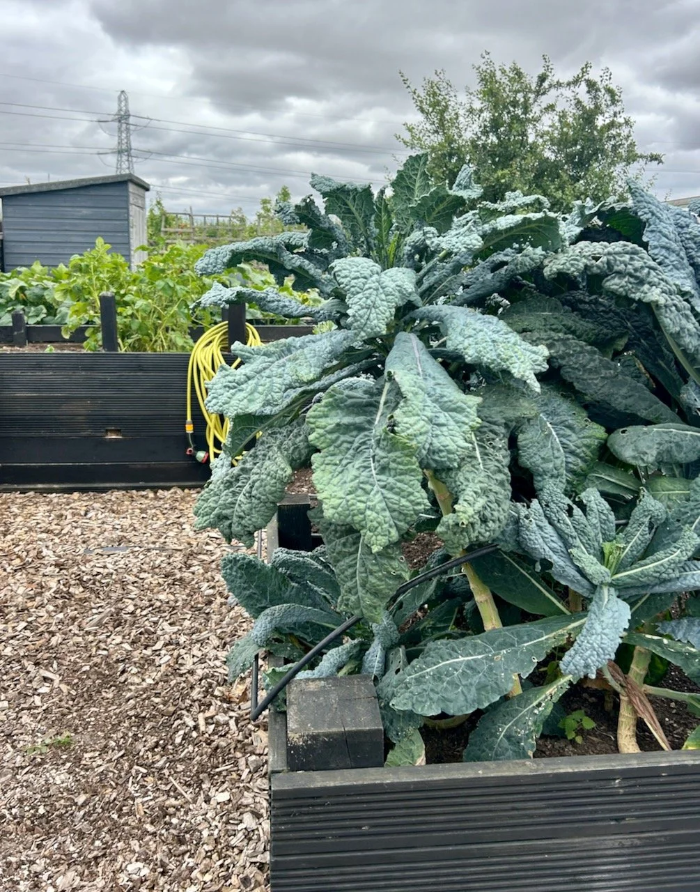 glorious kale growing in a raised bed