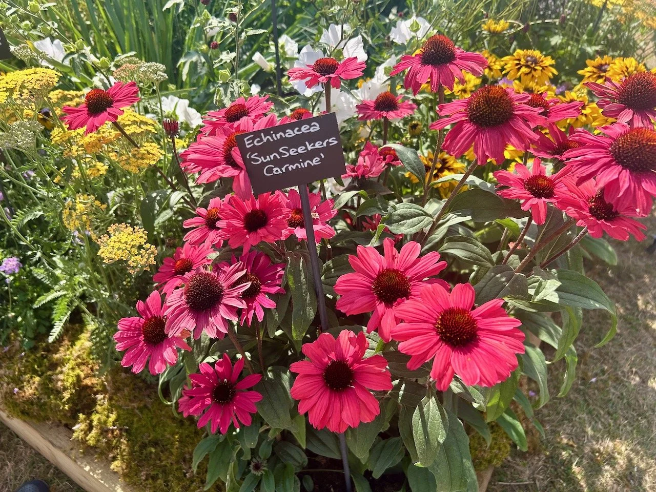 Echinacea 'sunseekers carmine'