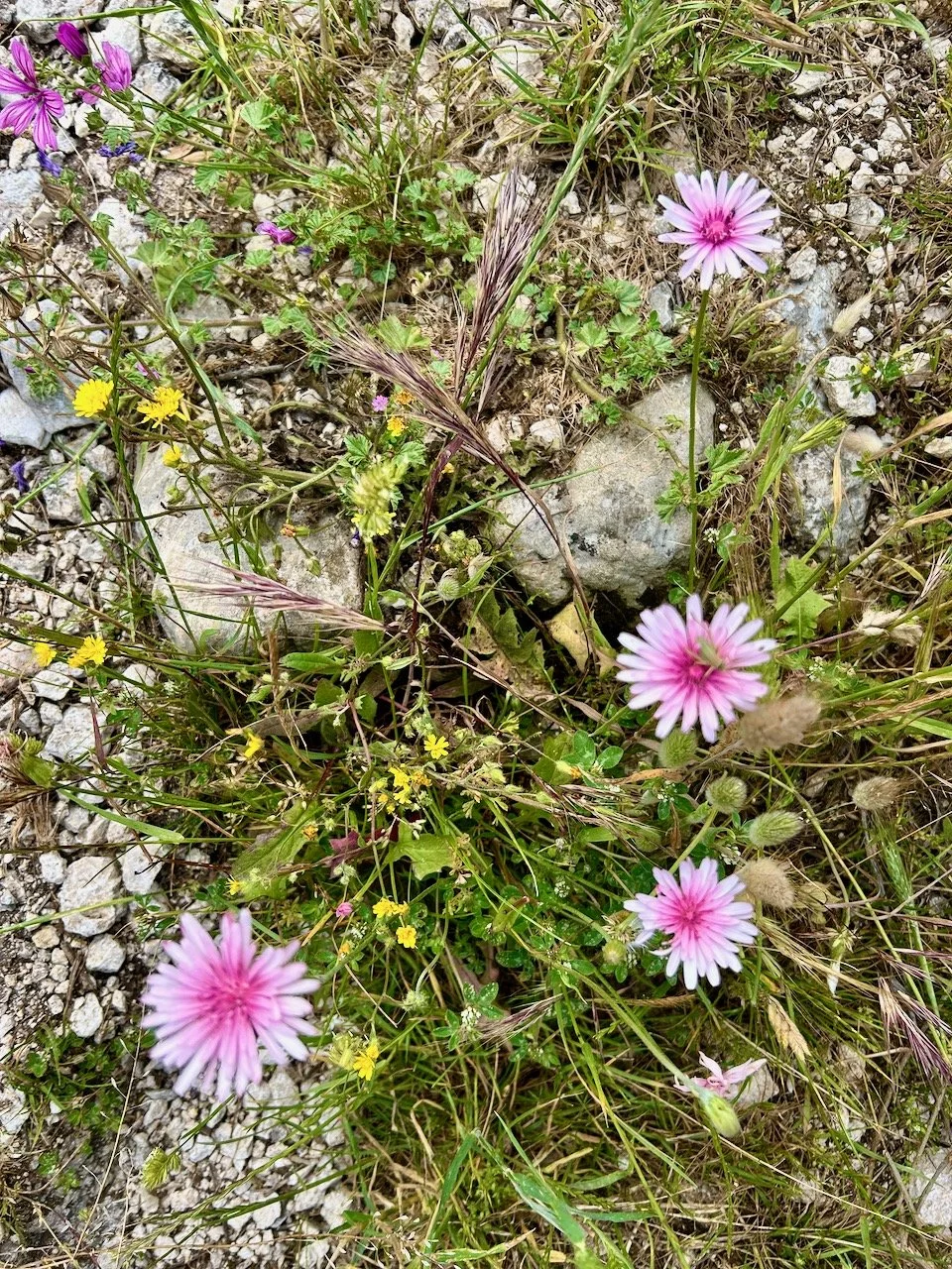 Some of the flowers and grasses growing alongside the path