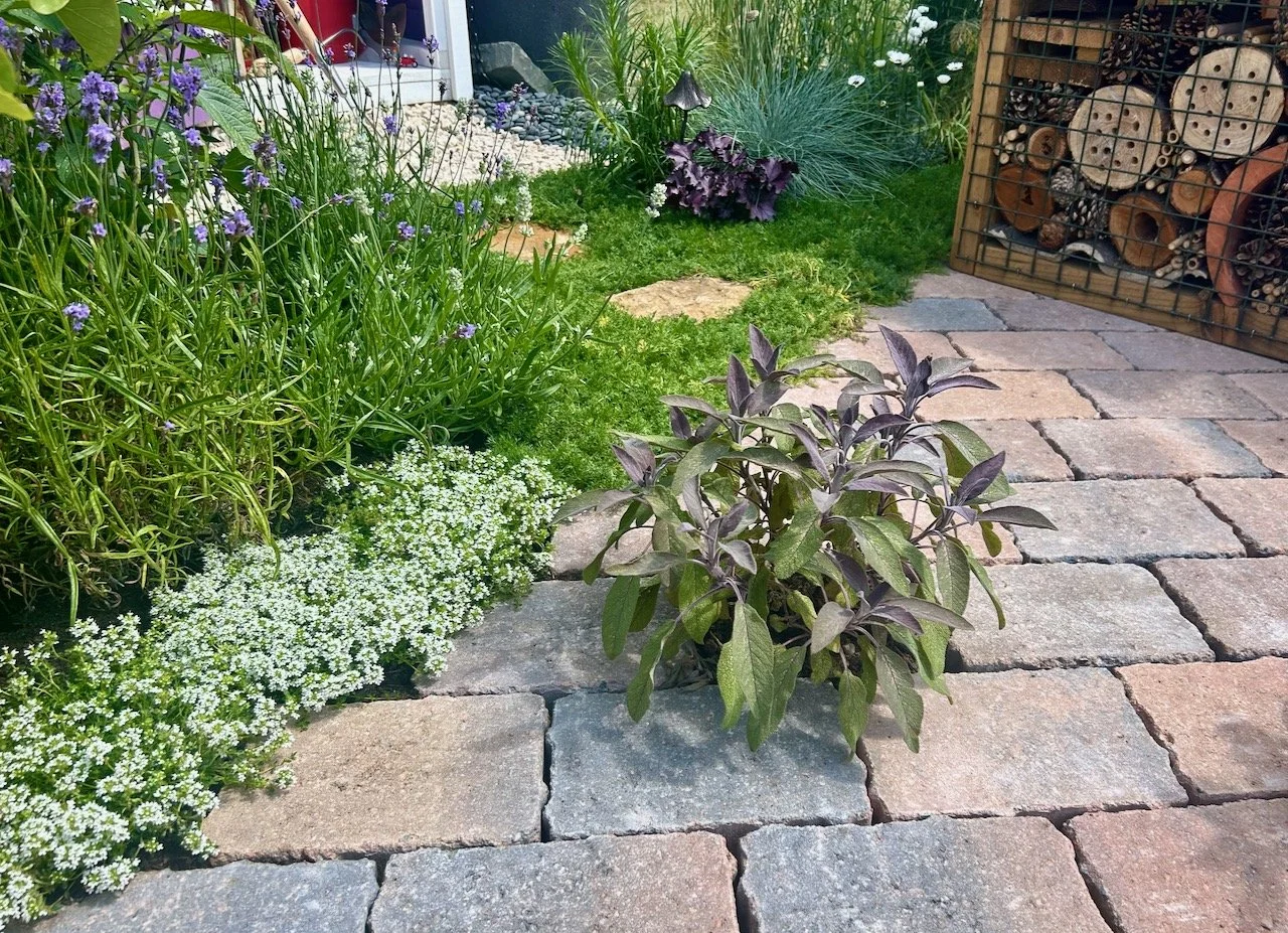 purple sage growing in among the cobbled paving area