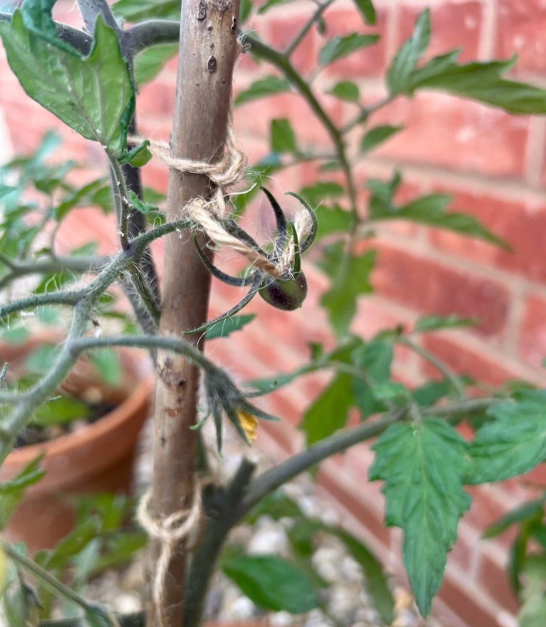 A very small black tomato has started to form